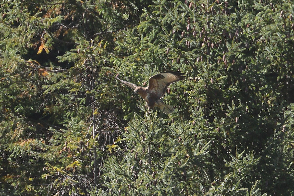 Himalayan Buzzard - ML644196312