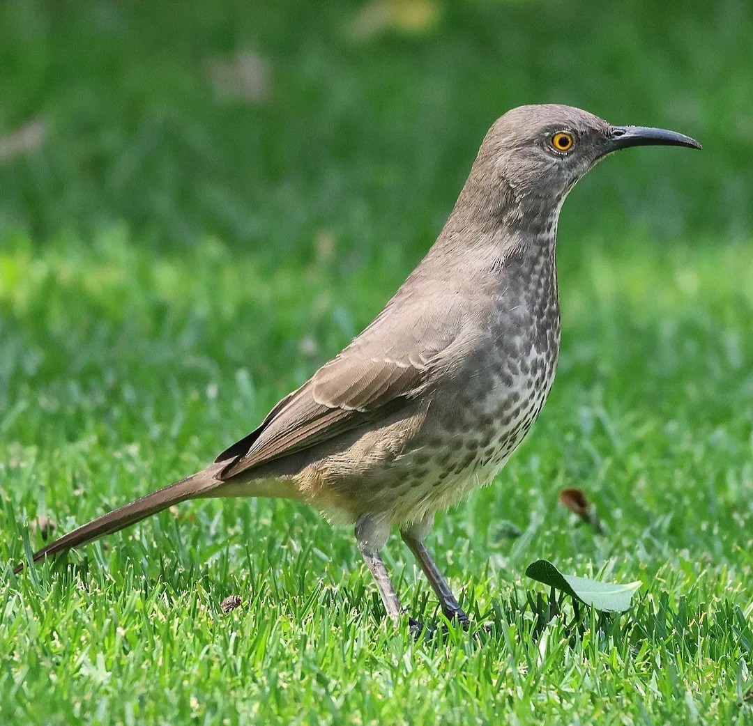 Curve-billed Thrasher - ML644196315