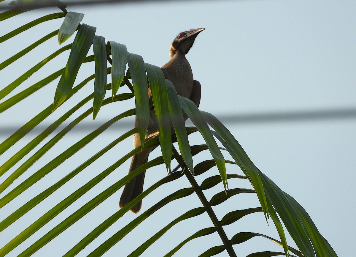 hjelmmunkefugl - ML644196323