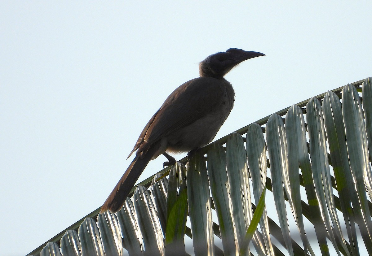 hjelmmunkefugl - ML644196324