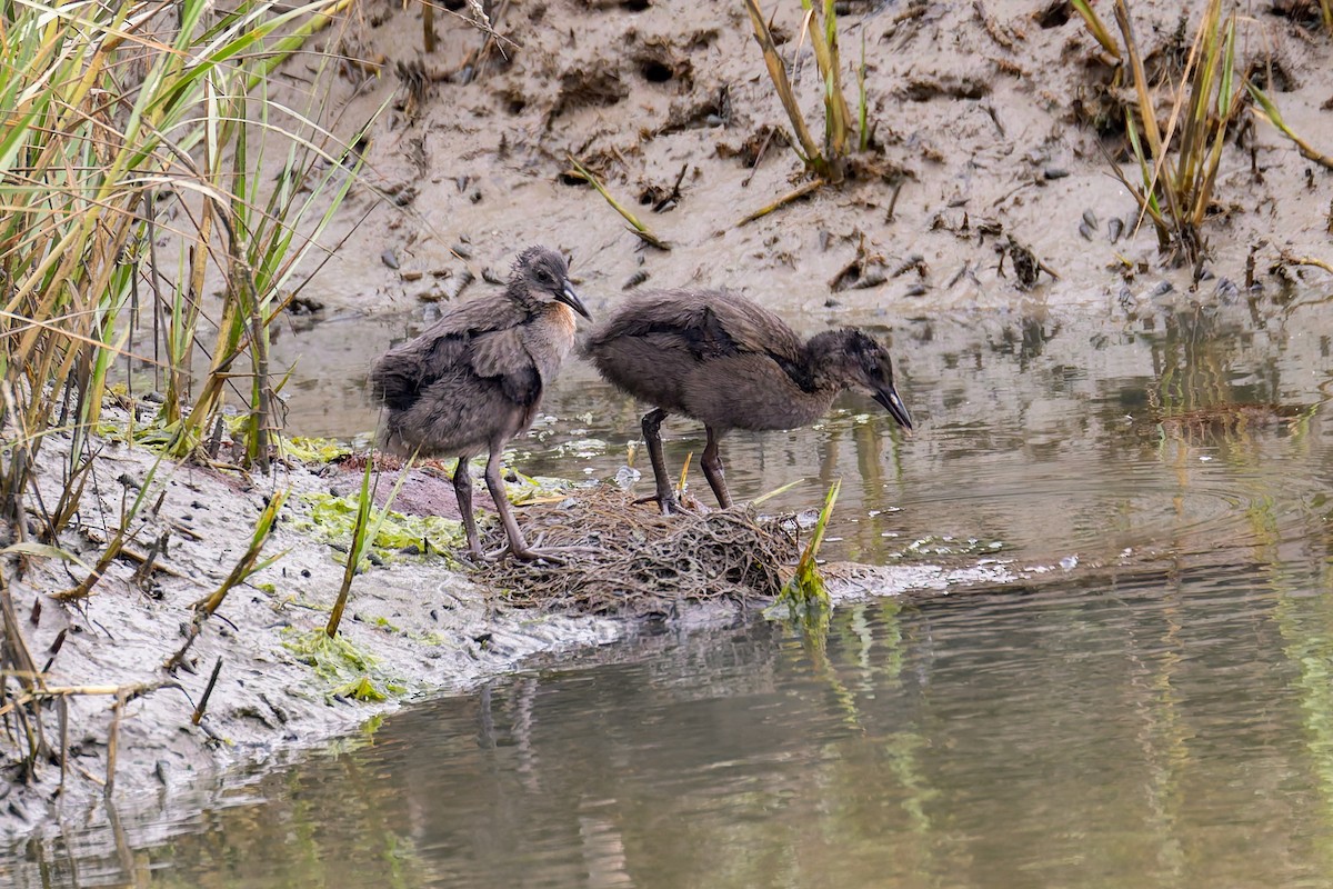 ニシオニクイナ（levipes） - ML644196349