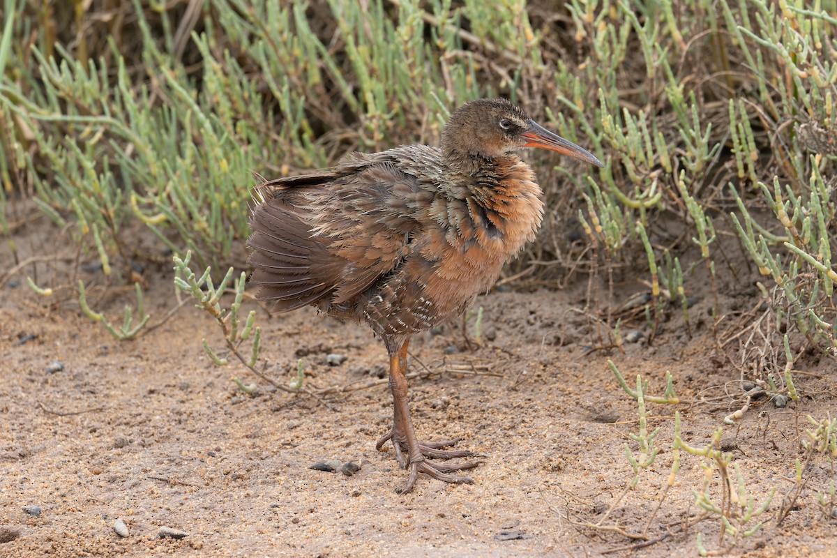ニシオニクイナ（levipes） - ML644196351
