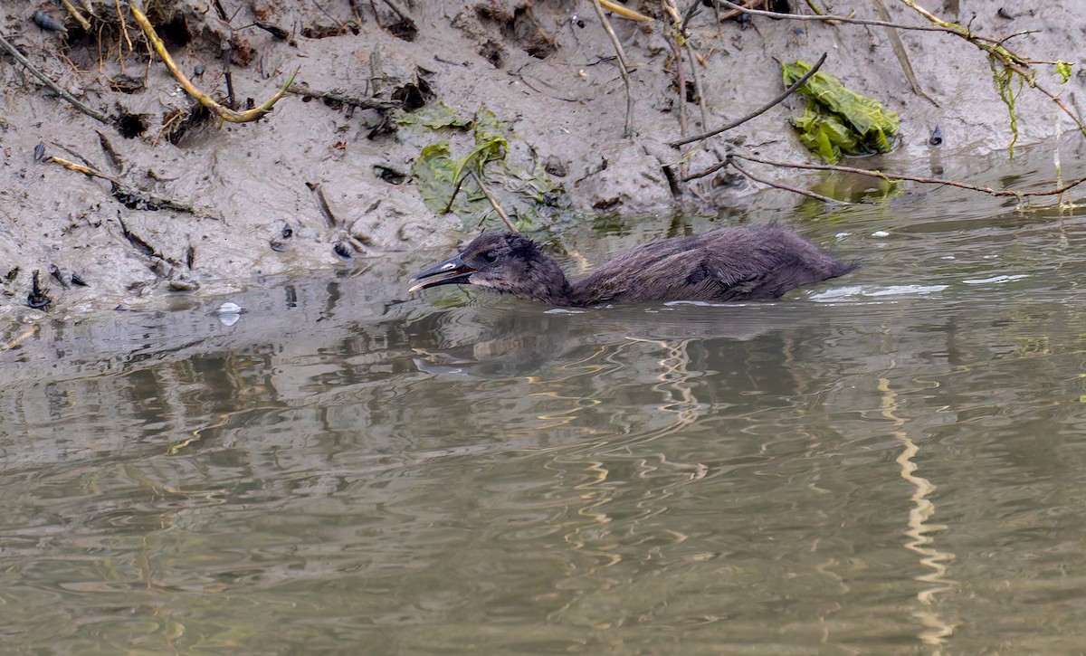 ニシオニクイナ（levipes） - ML644196354