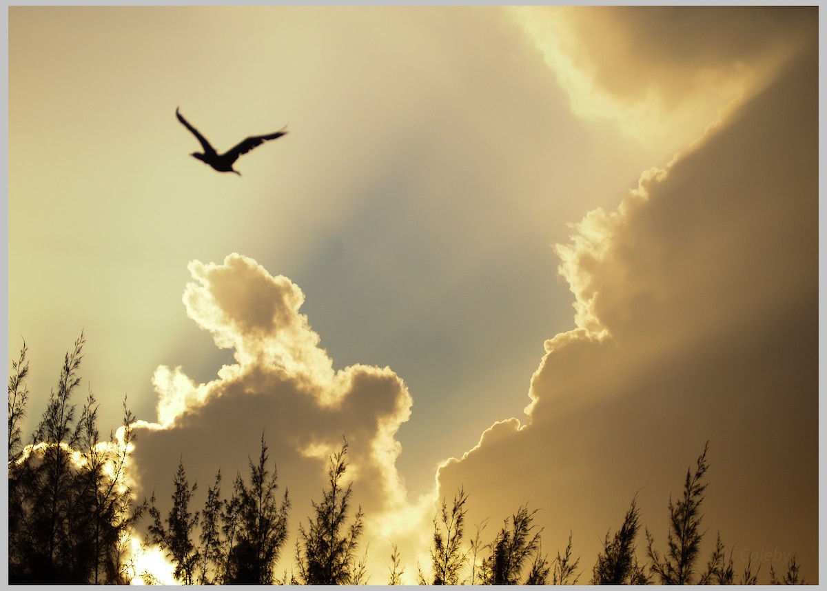 Neotropic Cormorant - ML644196355