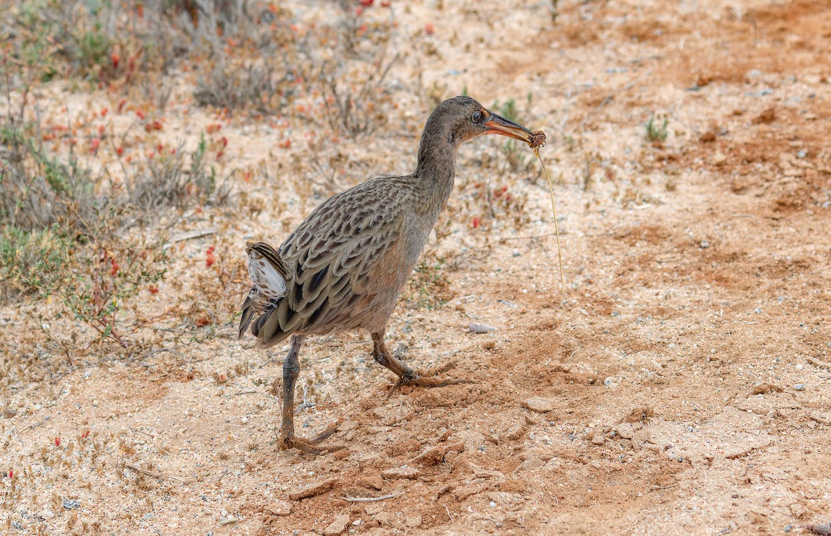 ニシオニクイナ（levipes） - ML644196358