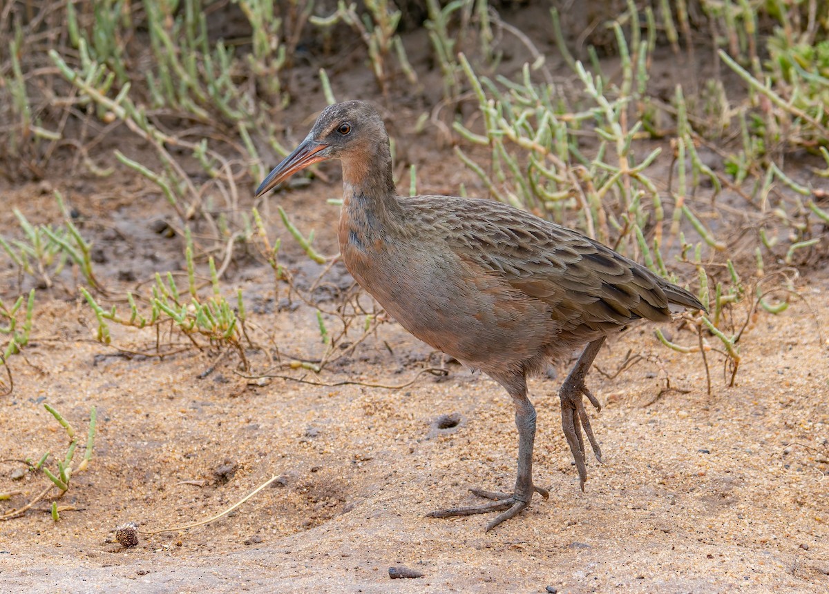 ニシオニクイナ（levipes） - ML644196359