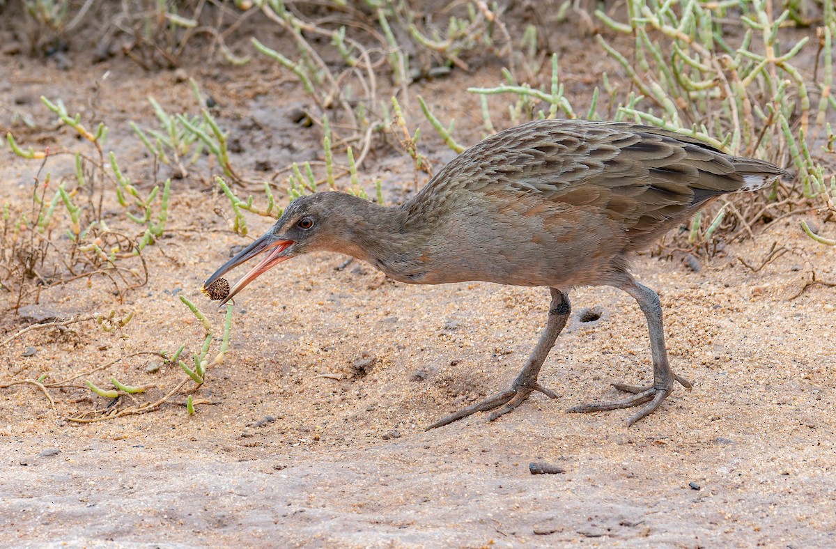 ニシオニクイナ（levipes） - ML644196360
