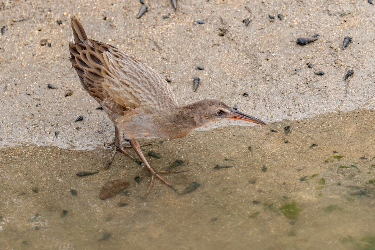 ニシオニクイナ（levipes） - ML644196362