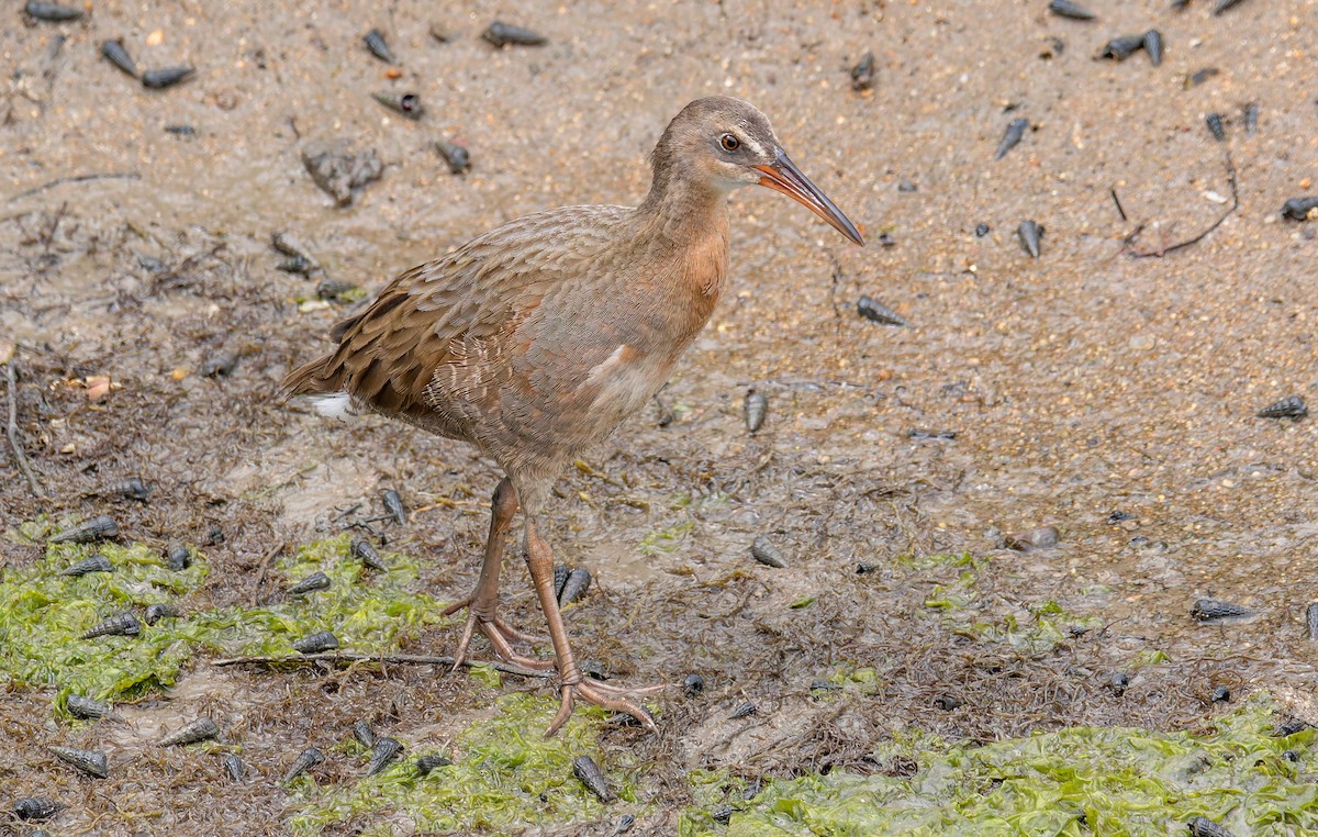 ニシオニクイナ（levipes） - ML644196363