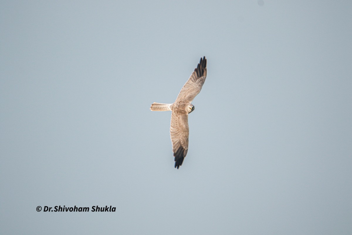 Pallid Harrier - ML644196370