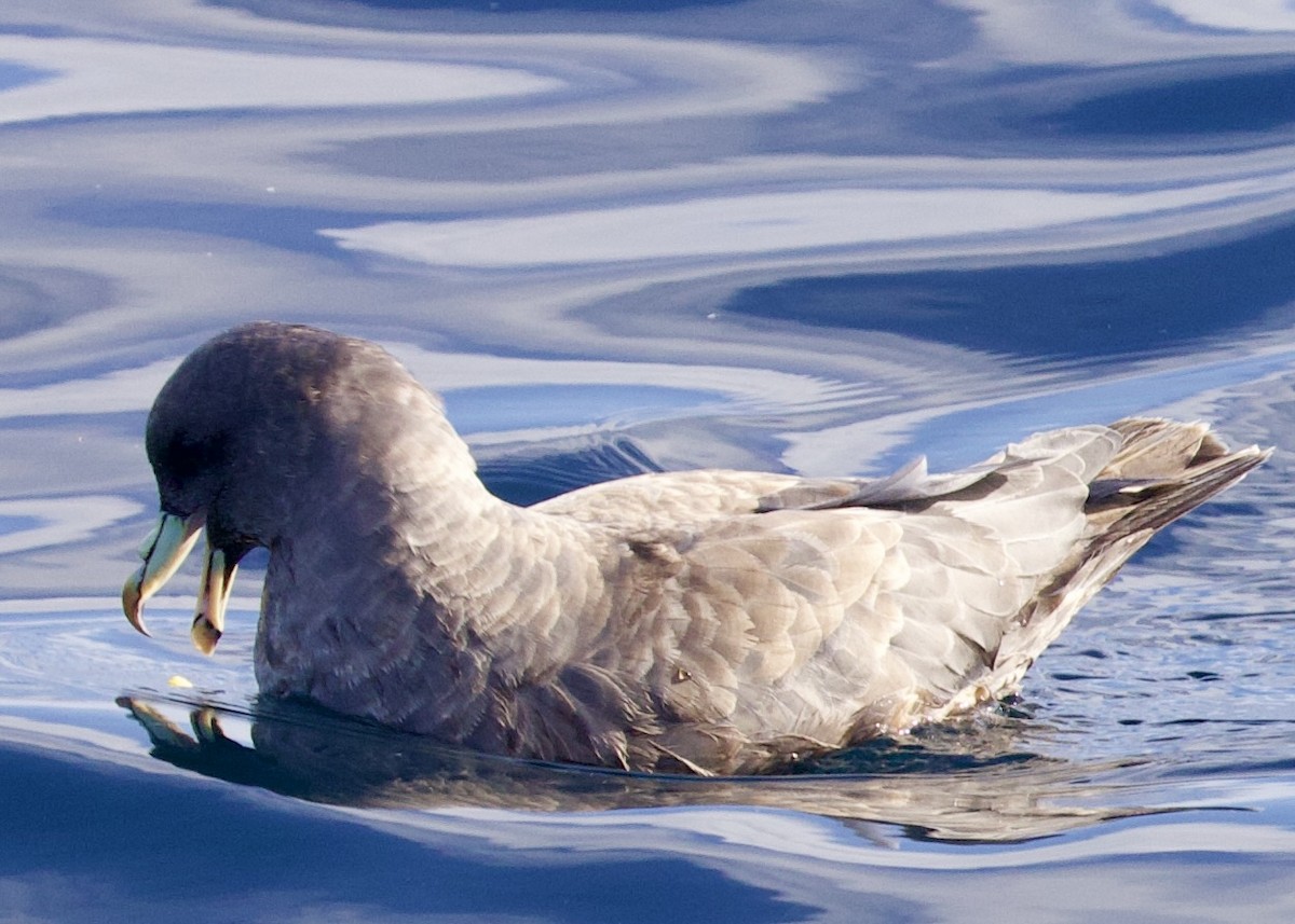 Northern Fulmar - ML644196401