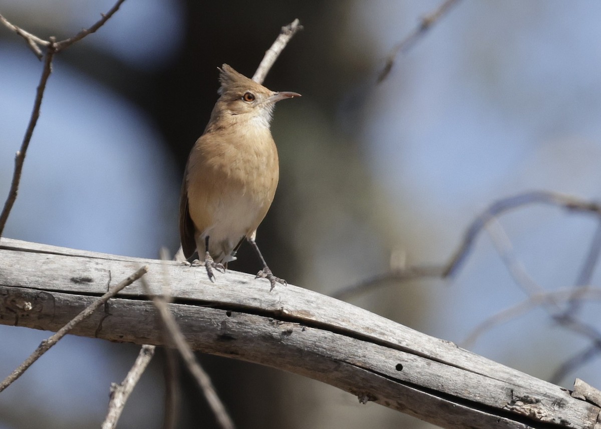 Crested Hornero - ML644196404