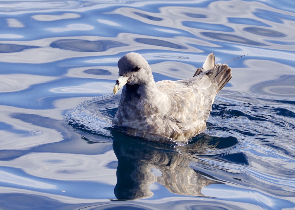 Northern Fulmar - ML644196406