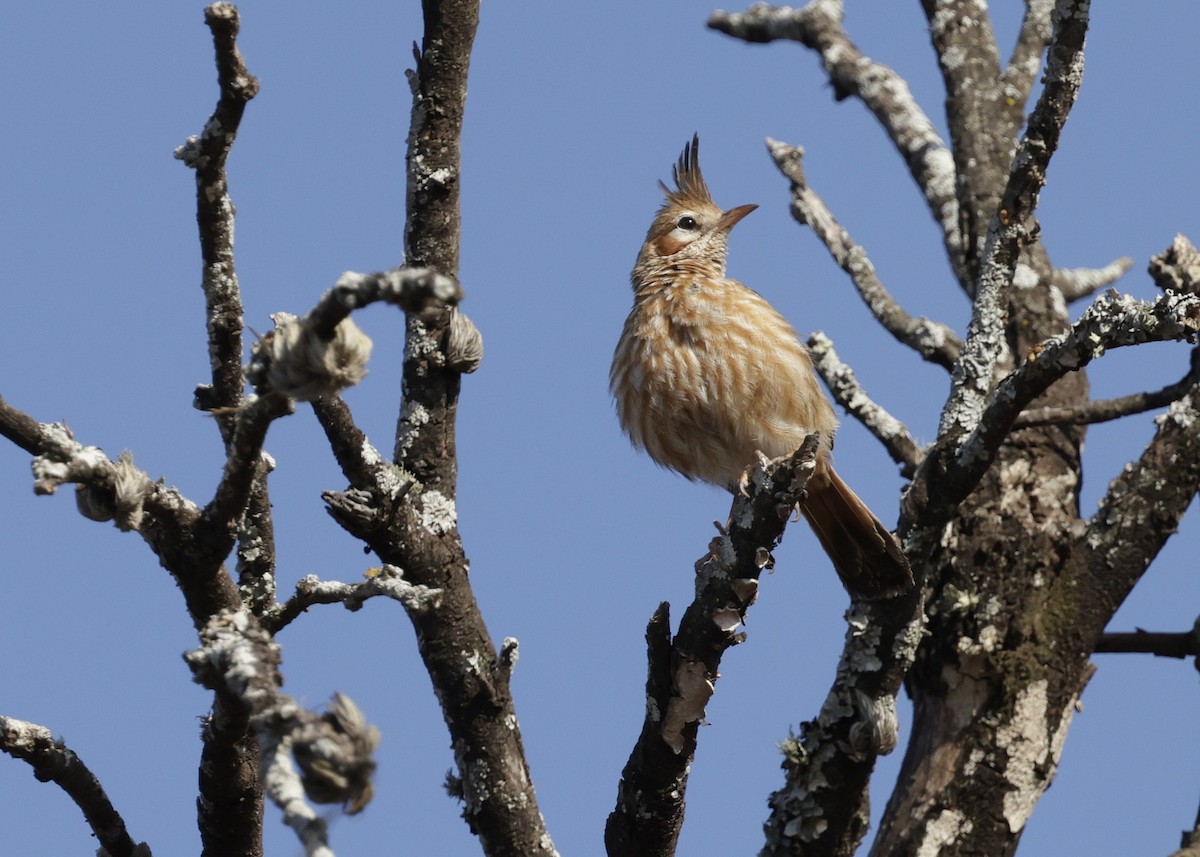 Annumbi alouette - ML644196414