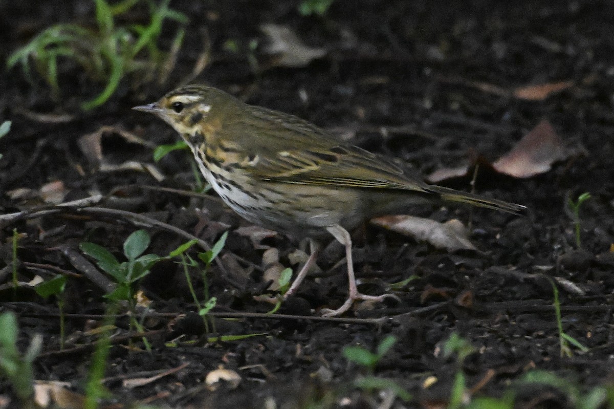 Olive-backed Pipit - ML644196440