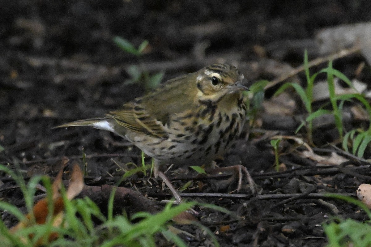 Olive-backed Pipit - ML644196441
