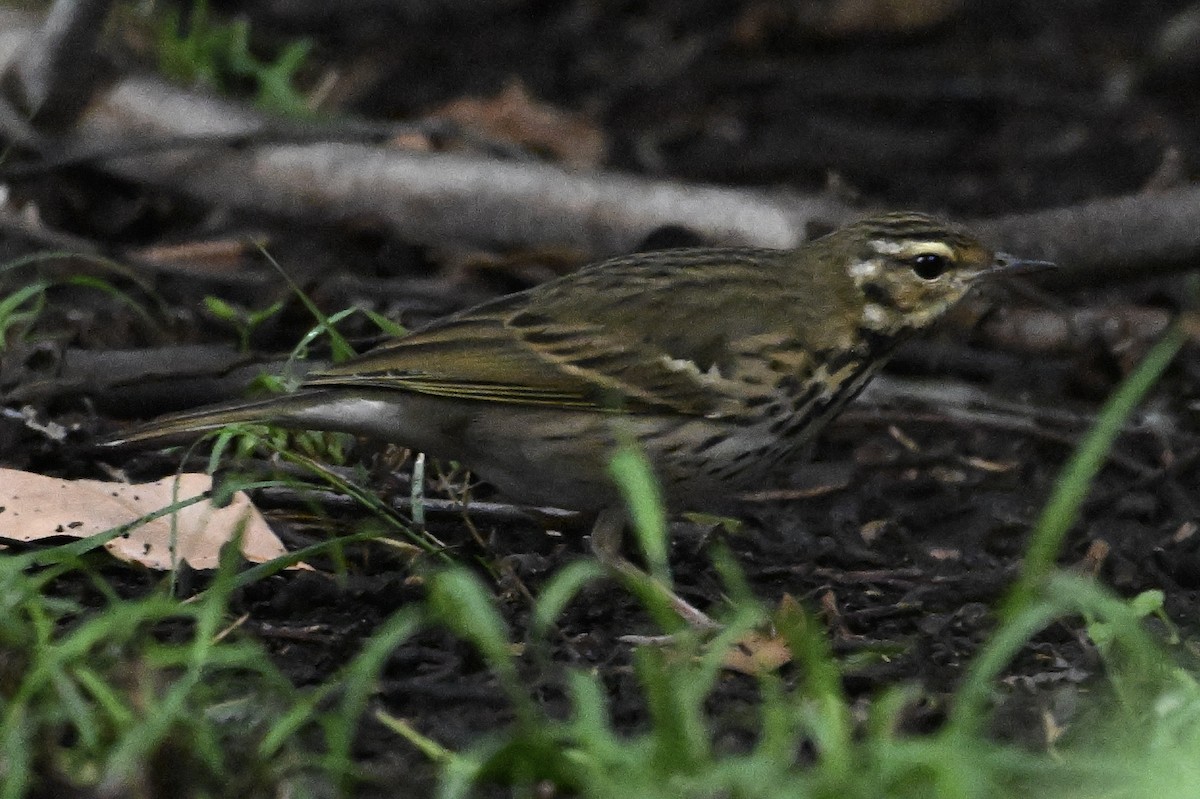 Olive-backed Pipit - ML644196442