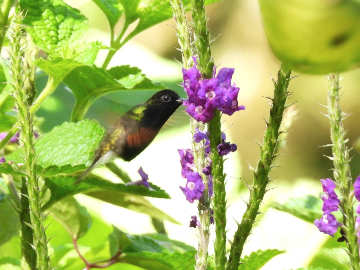 Black-bellied Hummingbird - ML644196457
