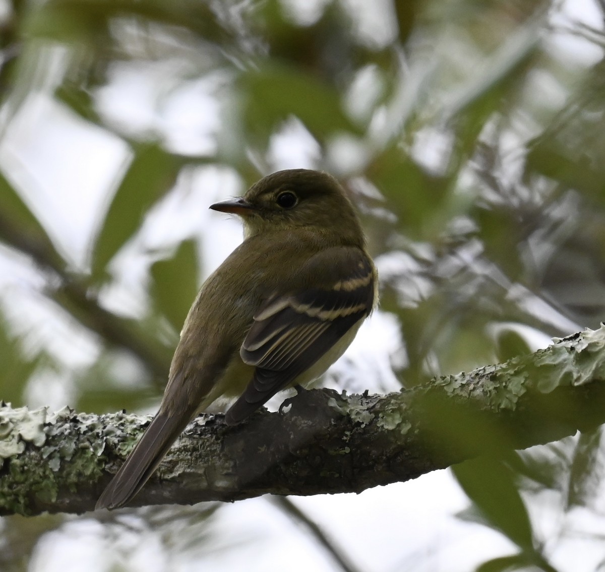 Empidonax sp. - ML644196462