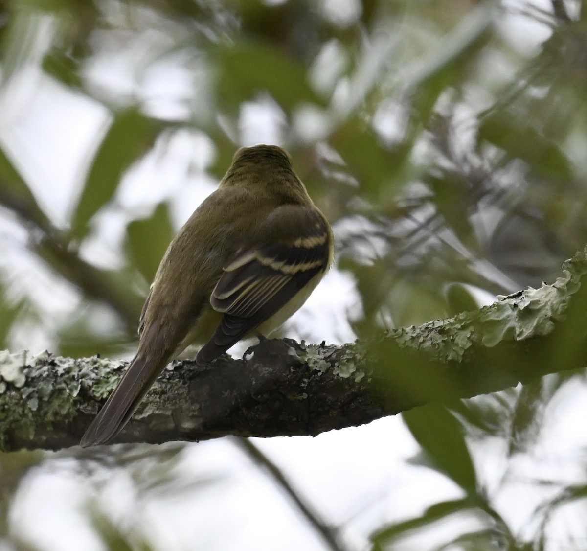 Empidonax sp. - ML644196463