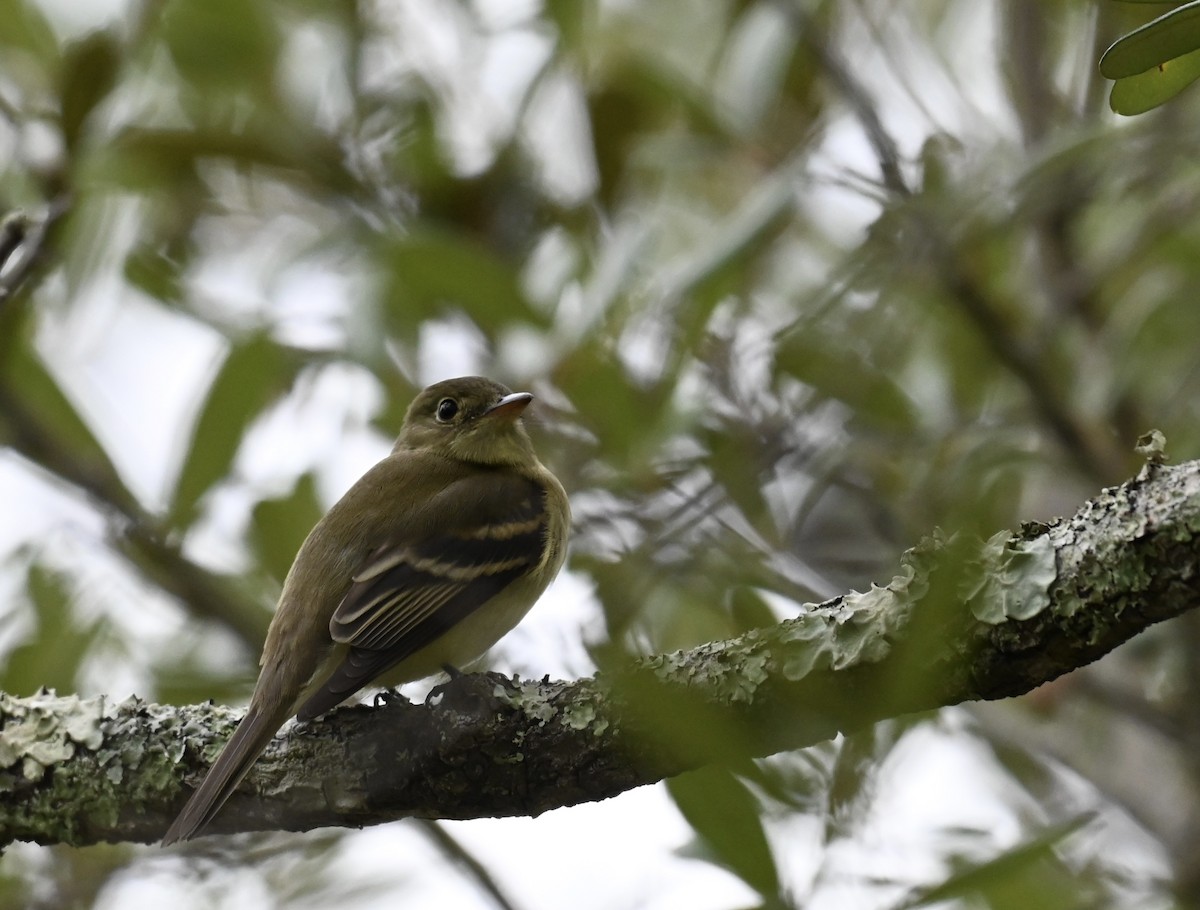 Empidonax sp. - ML644196464