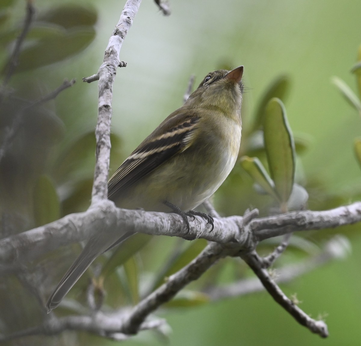 Empidonax sp. - ML644196465
