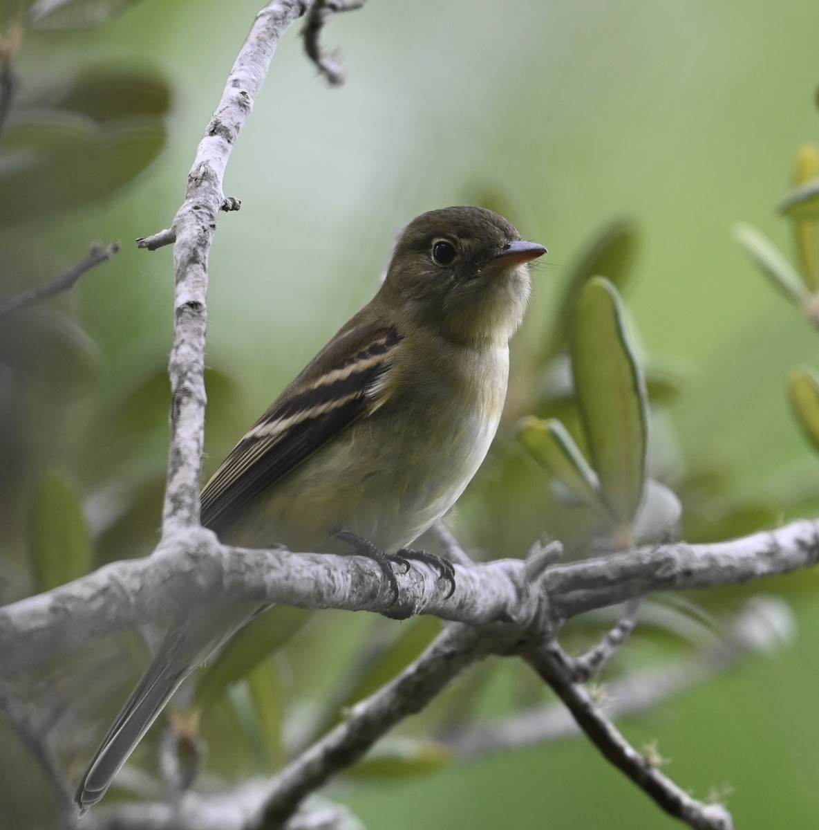 Empidonax sp. - ML644196466