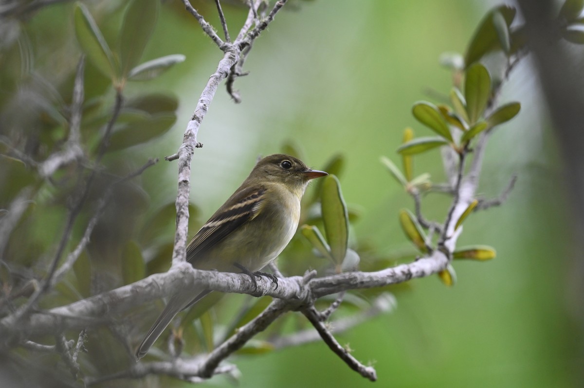 Empidonax sp. - ML644196467