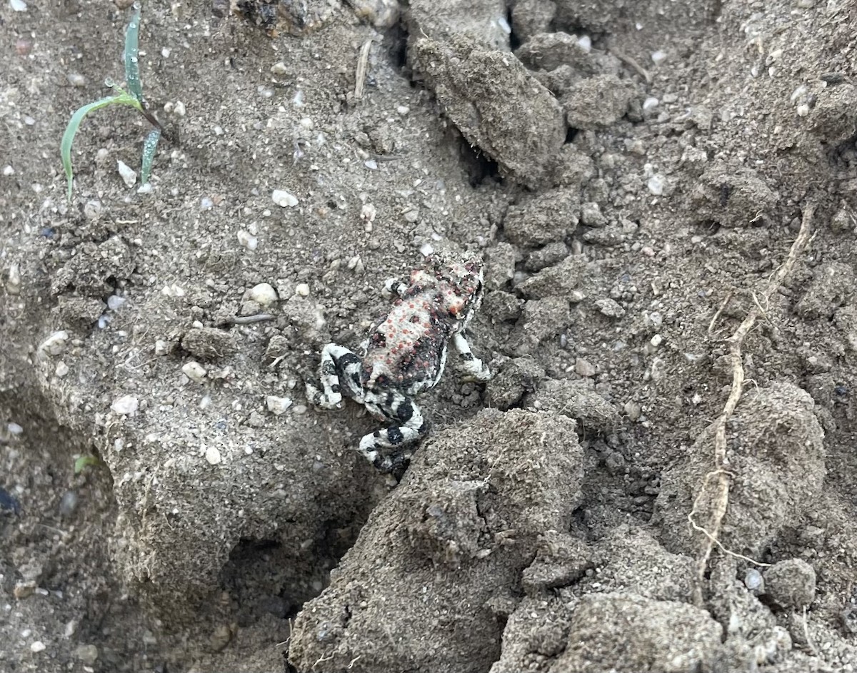 Red-spotted Toad - ML644196480