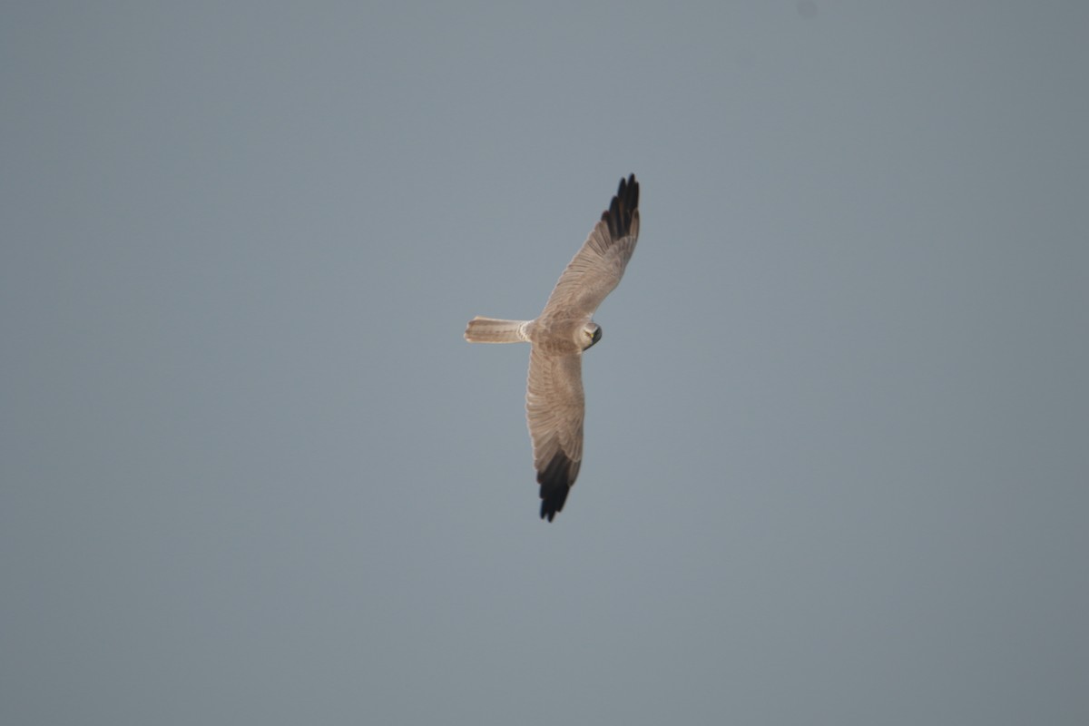 Pallid Harrier - ML644196482