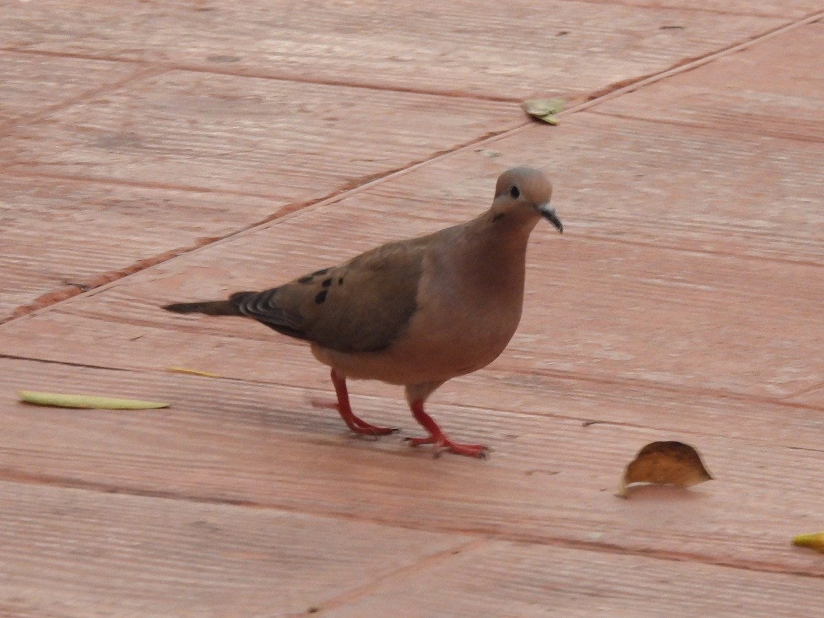 Eared Dove - ML644196486