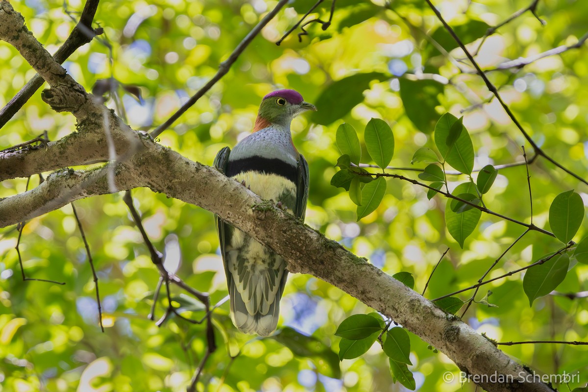 Superb Fruit-Dove - ML644196499