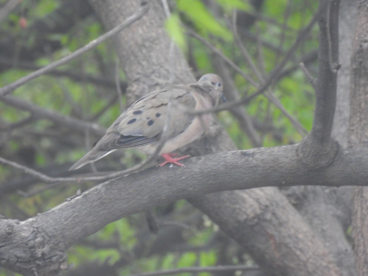 Eared Dove - ML644196502