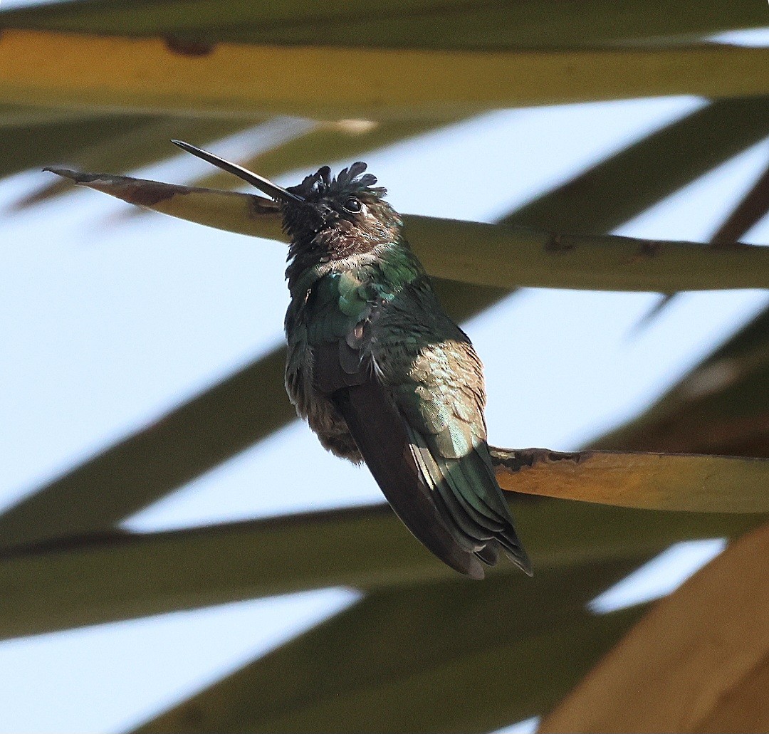 purpurissekolibri - ML644196505