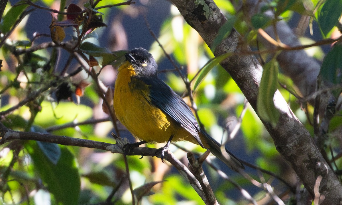 Tangara Lacrimosa - ML644196506