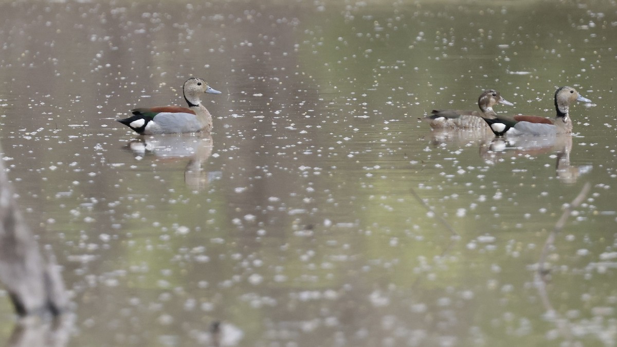 Rotschulterente - ML644196539