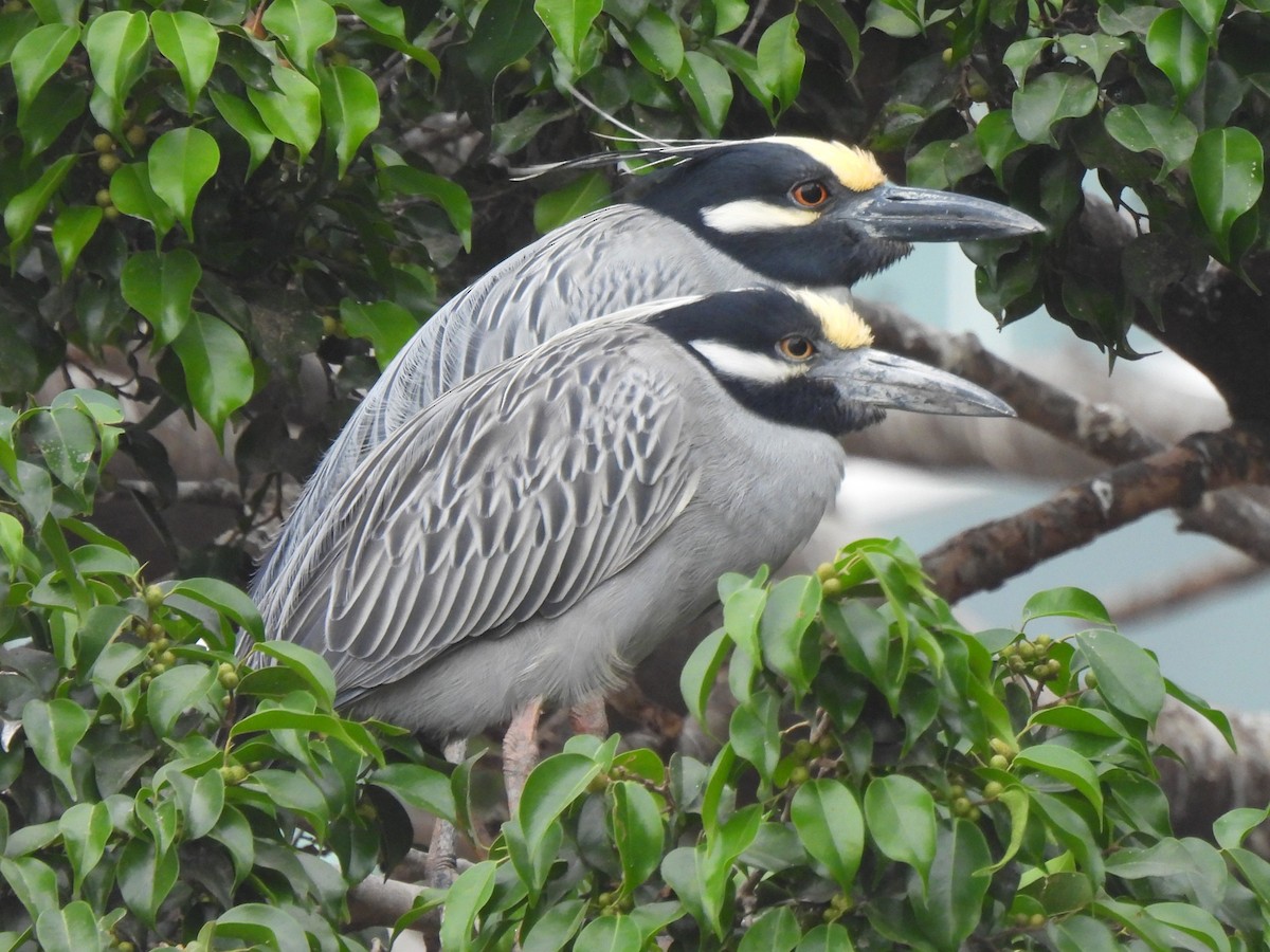 Yellow-crowned Night Heron - ML644196541
