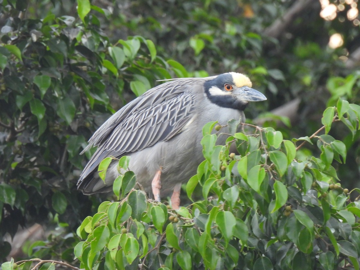 Yellow-crowned Night Heron - ML644196553
