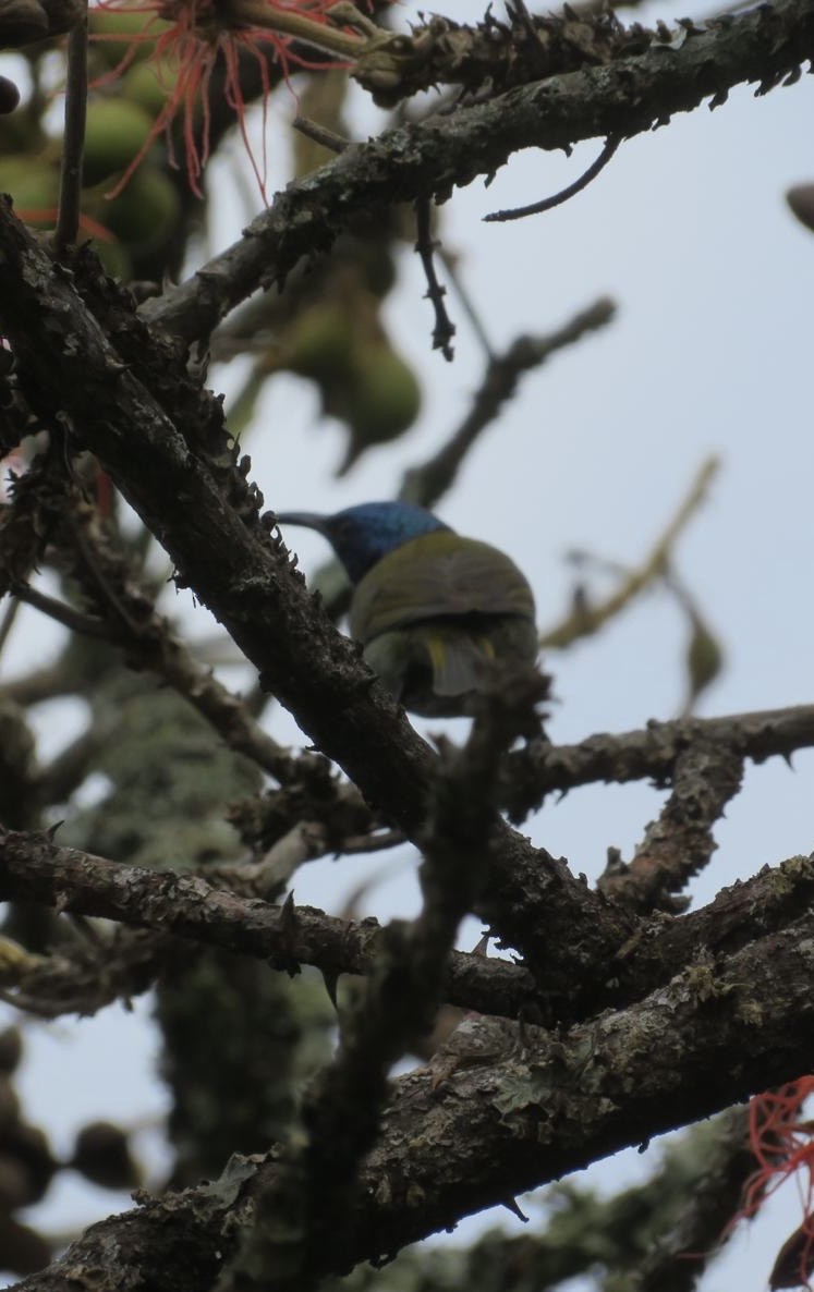 Green-headed Sunbird - ML644196561