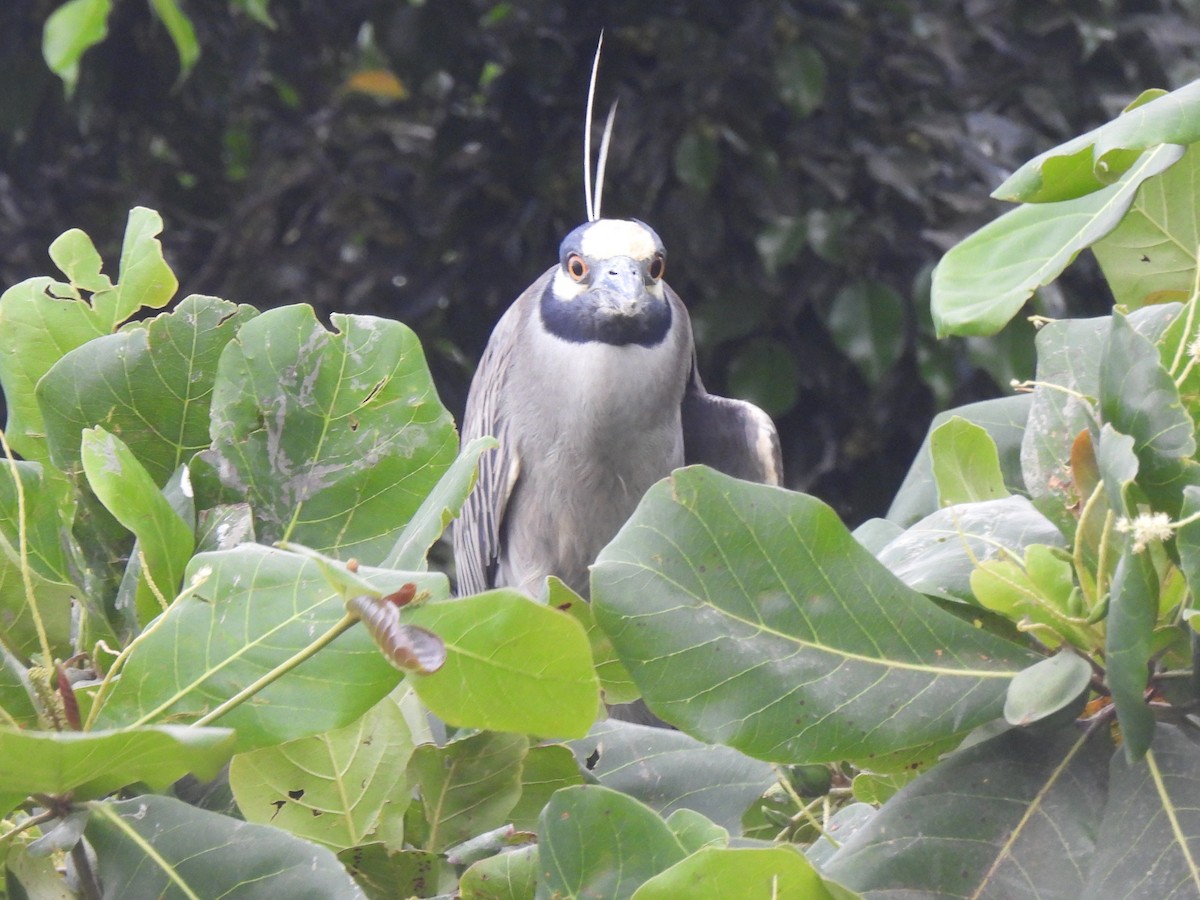 Yellow-crowned Night Heron - ML644196569