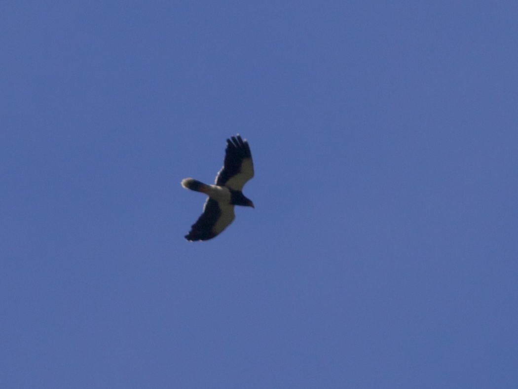 Caracara montagnard - ML644196572