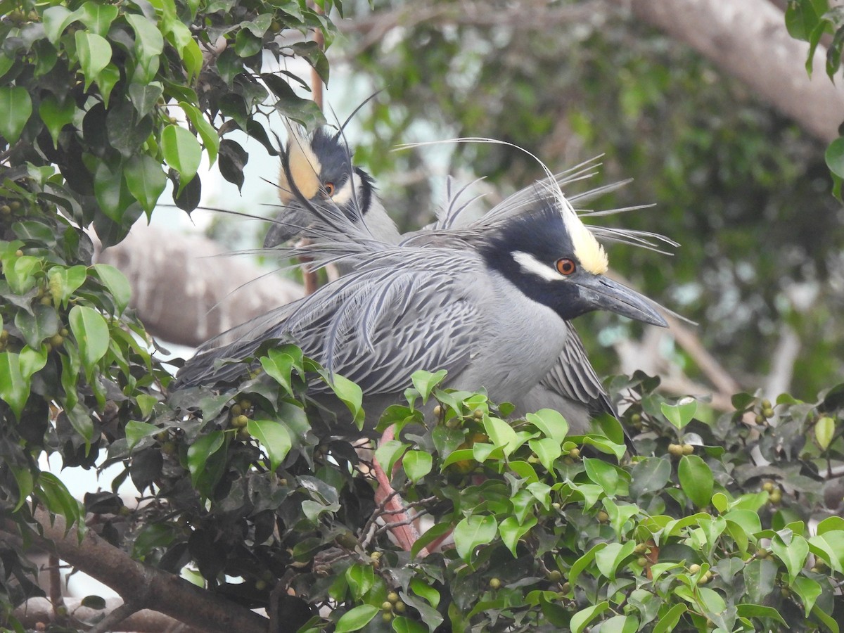 Yellow-crowned Night Heron - ML644196578