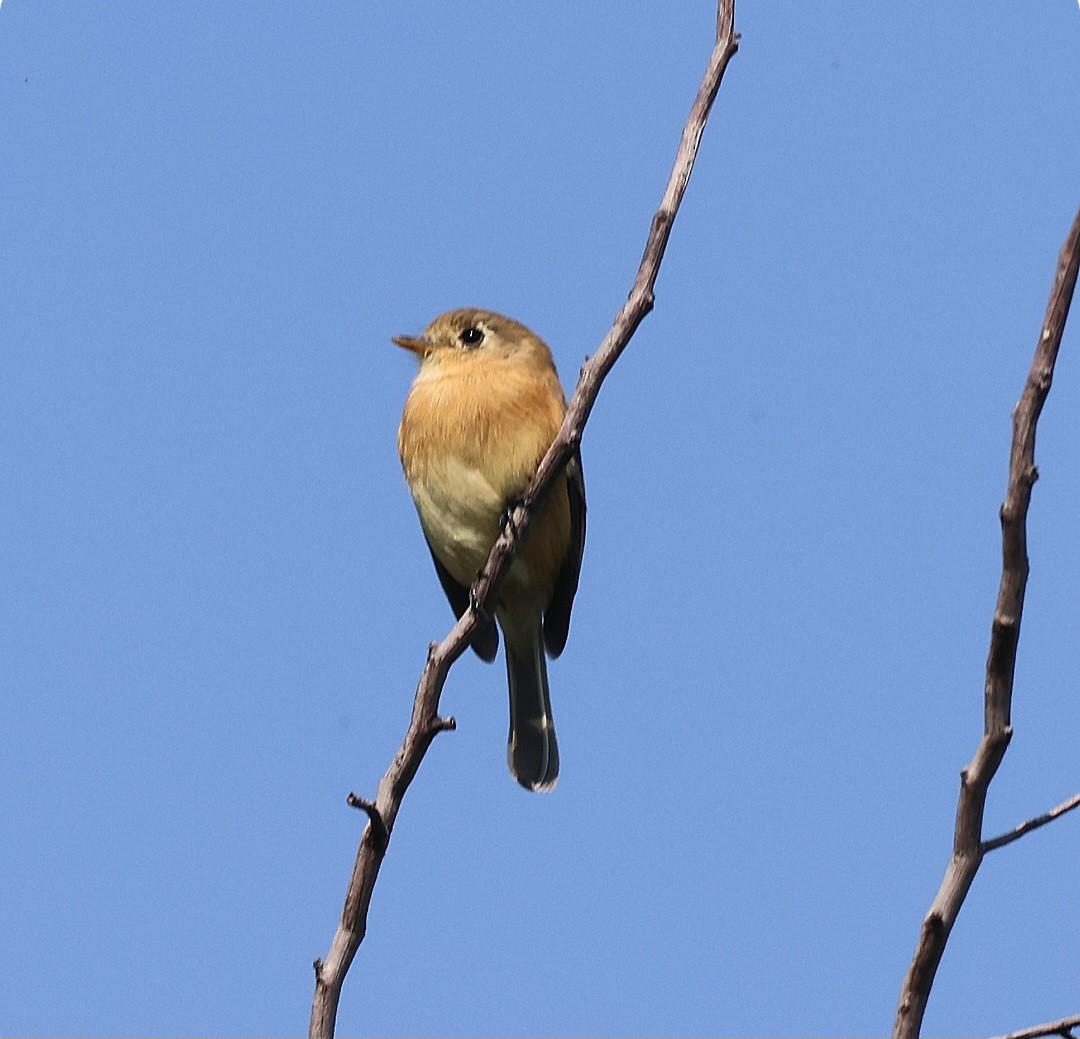 Buff-breasted Flycatcher - ML644196586