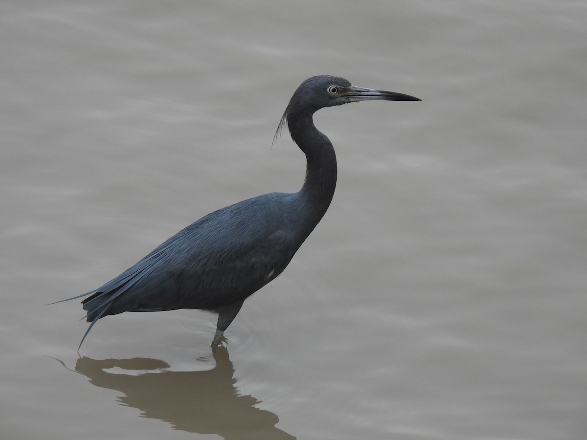 Little Blue Heron - ML644196587