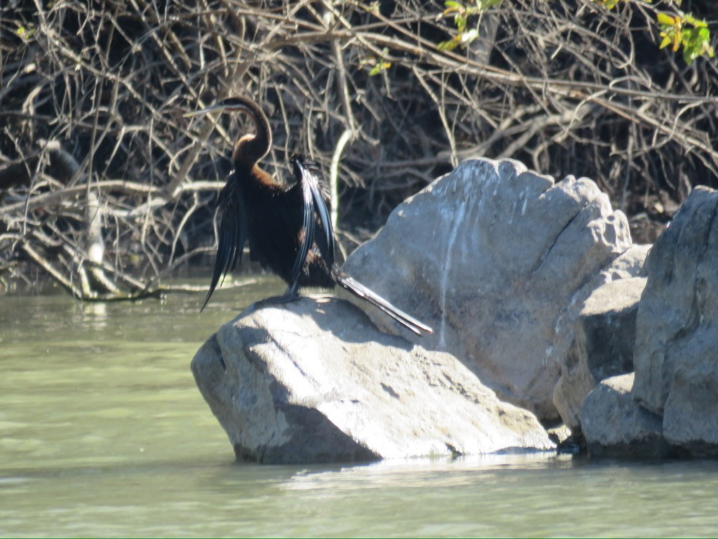 anhinga africká - ML644196592