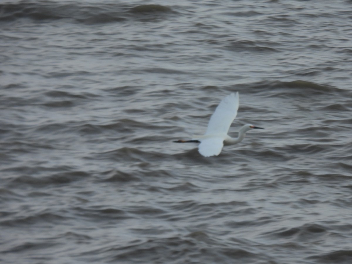 Snowy Egret - ML644196603