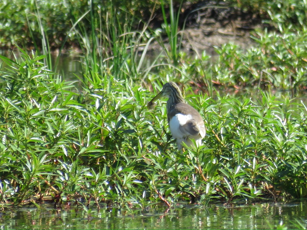Squacco Heron - ML644196608