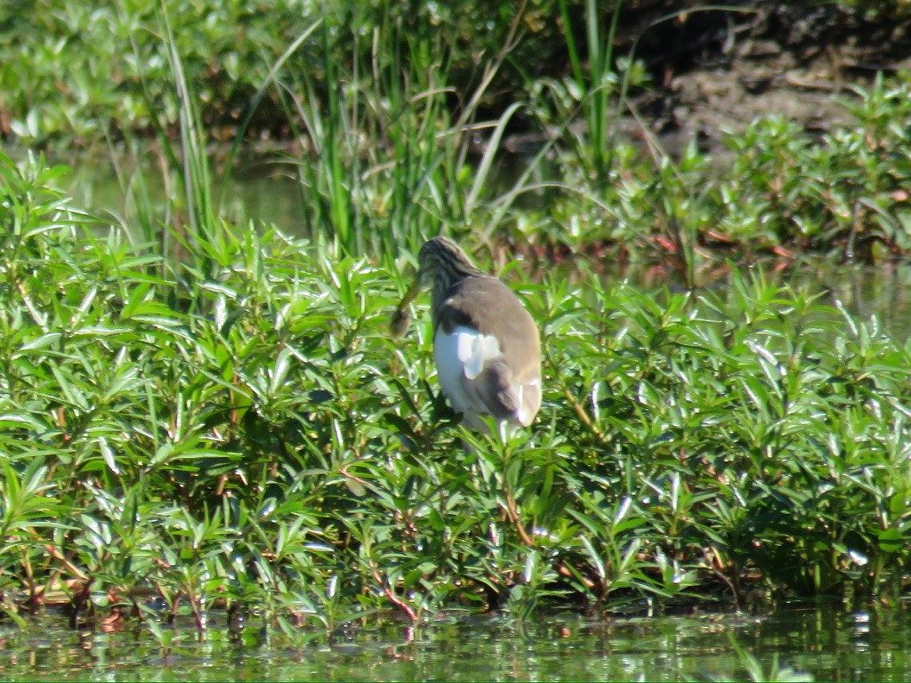 Squacco Heron - ML644196609
