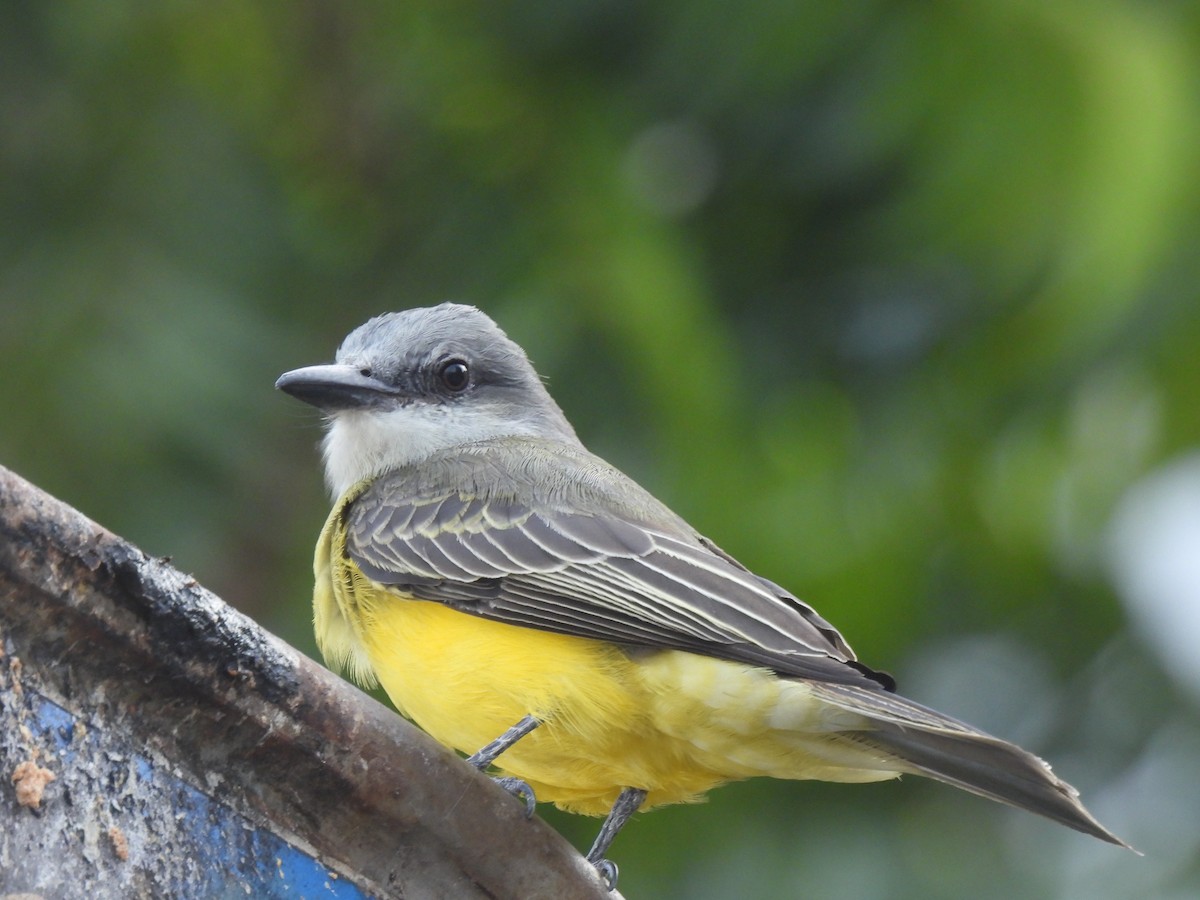 Tropical Kingbird - ML644196612