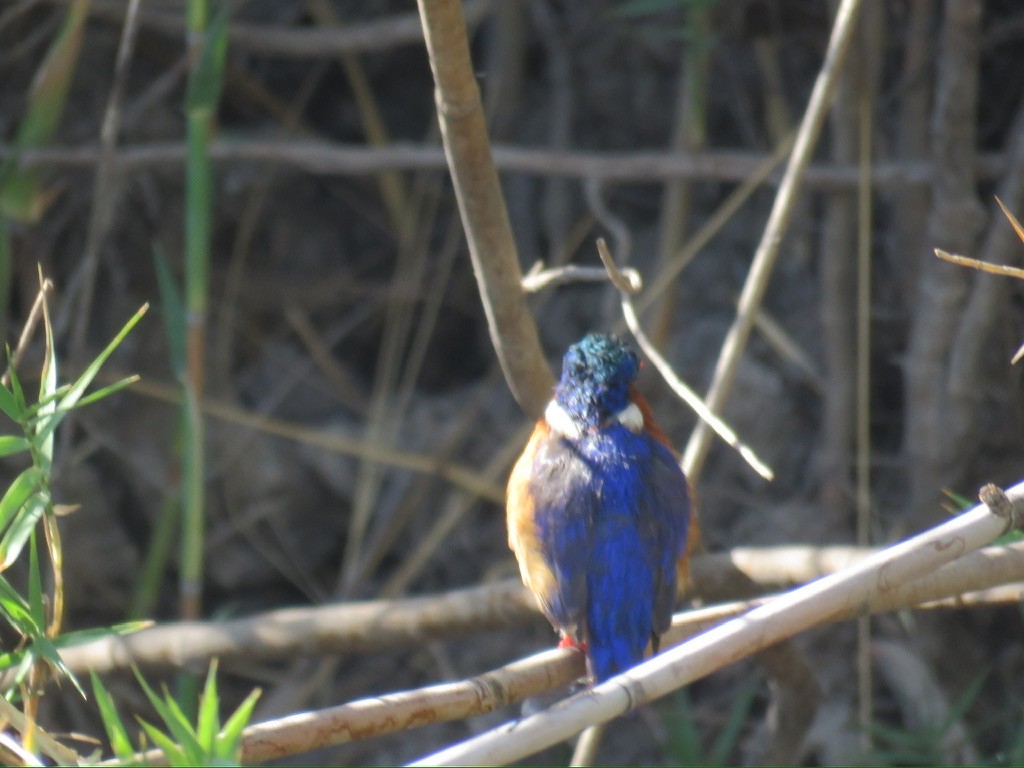 Malachite Kingfisher - ML644196616
